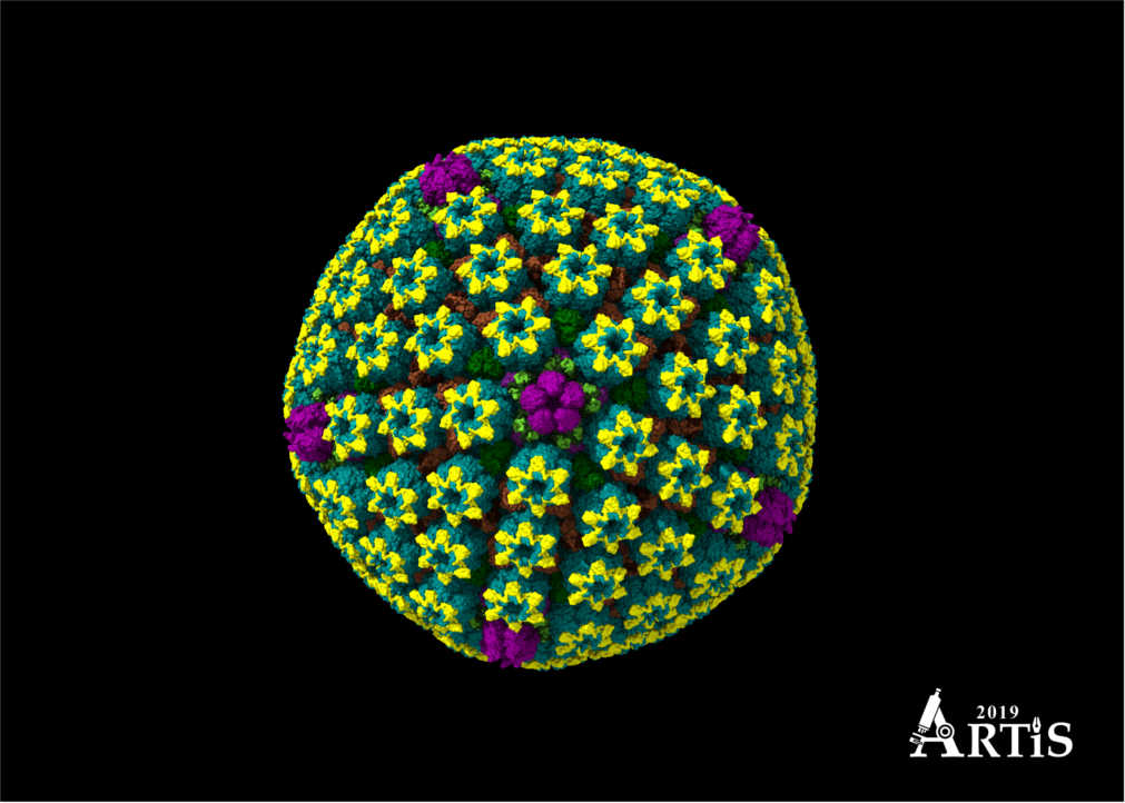Category: Nano - Herpes Simplex Virus 2